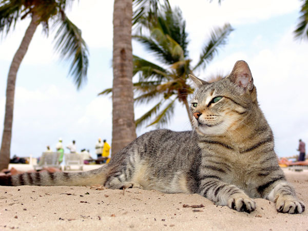 cat laying around on beach